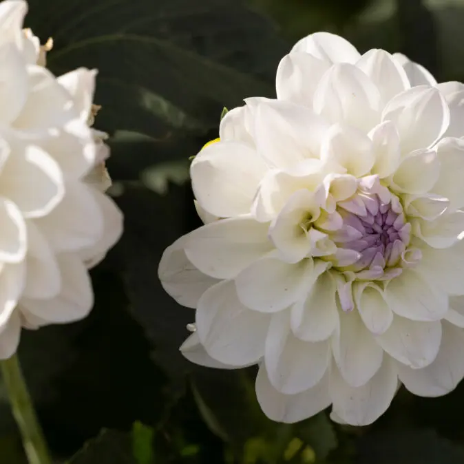 Alternative view of Candle Subscription