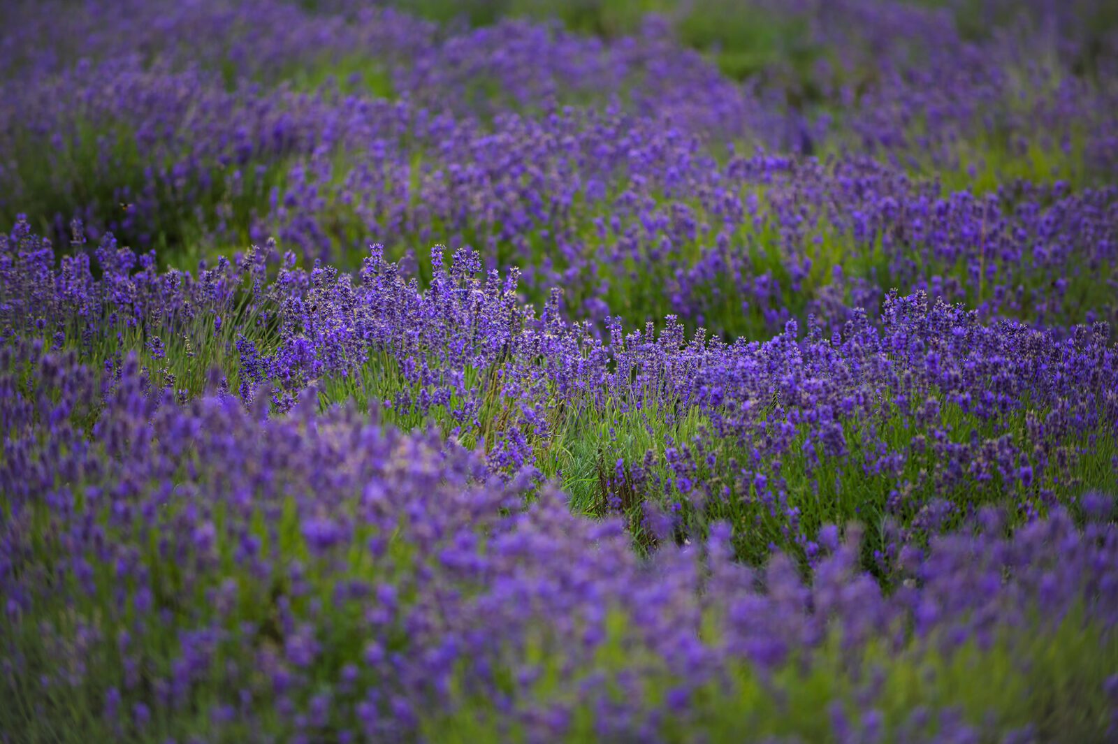 Wide wild lavender 2023